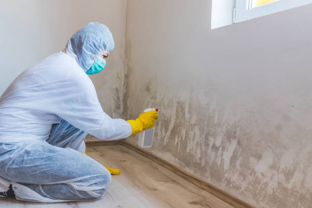 Mold Remediation specialist working in Dundas
